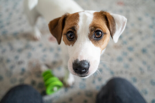 Adorable face of young dog Jack Russell terrier wants to play with green toy. Looking with asking expectation. Waiting for attention. Cute Jack Russell terrier portrait  