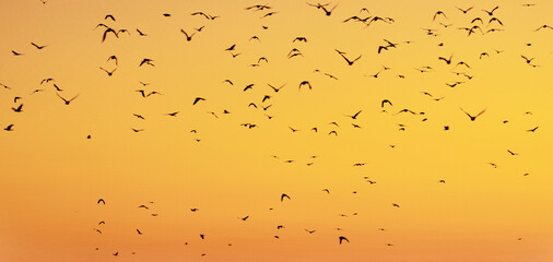 夕焼け空を舞う鳥の大群のシルエット
