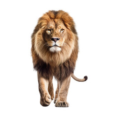 A lion isolated on transparent background - obrazy, fototapety, plakaty