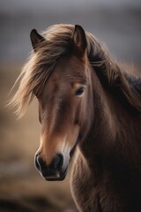 Obraz na płótnie Canvas Portrait of Brown Iceland Wild Horse Generative AI