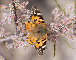 butterfly, nature, flower, closeup, macro, colorful, plant