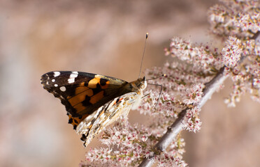 butterfly, nature, flower, closeup, macro, colorful, plant