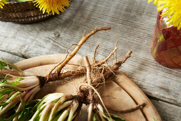 Fresh dandelion roots, close up