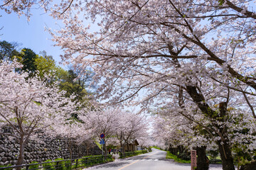 静岡県伊豆の国市　狩野川さくら公園