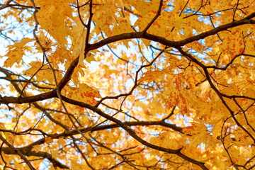 A branch with orange maple leaves in the shape of an arc against the sky. Natural frame. Autumn wallpaper.