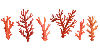 Coral on isolated white background, watercolor illustration, hand drawing corals set. High quality illustration