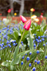 Field of blooming spring flowers tulips and muscari