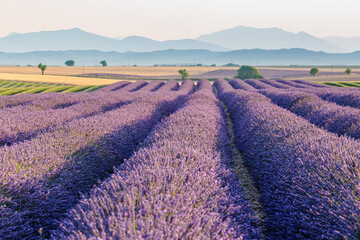 Sunrise over blooming fields of lavender, Valensole, Provence, France