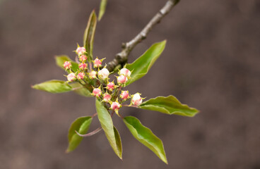 buds of white flowers on a pear branch in the garden in spring