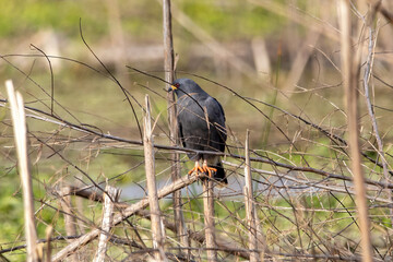 A snail kite perched on some marsh sticks