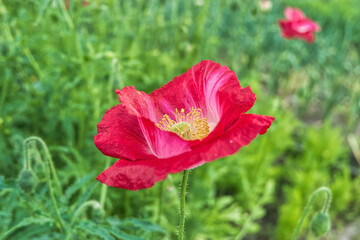 red poppy flower