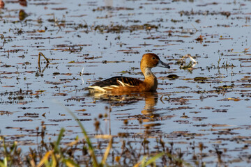 A fulvous whistling duck floating on the water