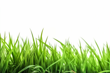 fresh spring green grass on white background Generative AI
