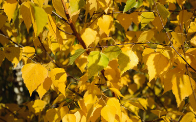 Obraz premium Yellow and green birch leaves lit by the sun