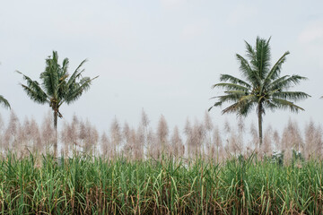 Sugarcane flowers are in season