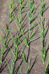 Green onion sprouts in the garden, top view. Green onions grow on plowed land. Arrows of green onions in the garden on a sunny day.