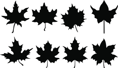Set of maple leaf silhouettes. Maple leaf icons set. Black maple leaves vector illustrations set.