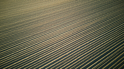Furrows row pattern in a plowed field prepared for planting crops in spring. Horizontal view in perspective