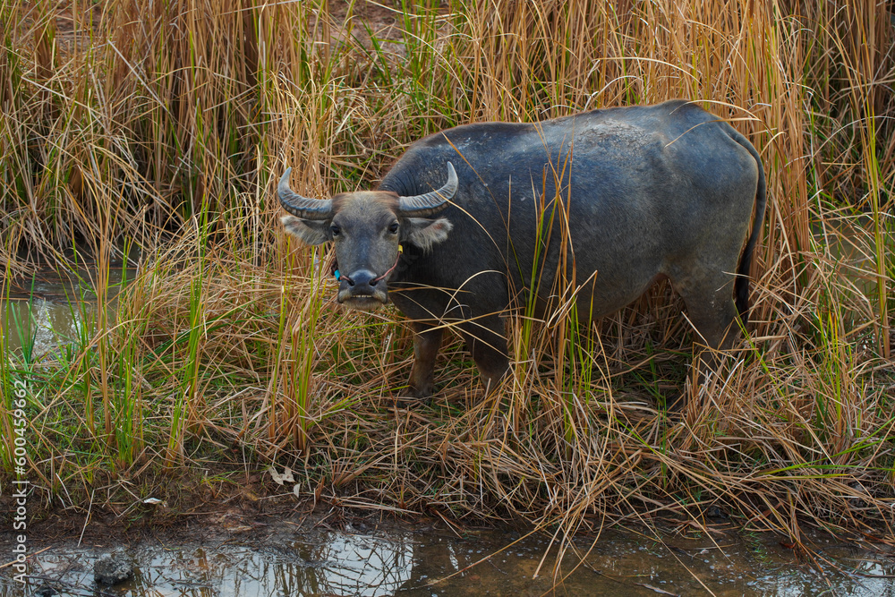 Wall mural Thai buffalo, Thai buffalo in rural village,thailand buffalo in farm