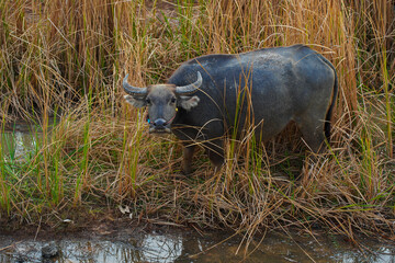 Thai buffalo, Thai buffalo in rural village,thailand buffalo in farm