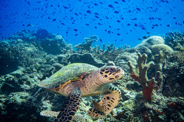 Turtel: Diving Nabucco & Nunukan Island - Maratua Atoll Indonesia