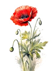 Red poppies on white background, summer poppy flowers card. Generative Ai.