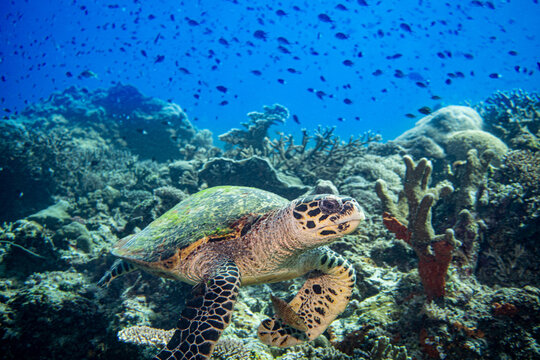 Turtel: Diving Nabucco & Nunukan Island - Maratua Atoll Indonesia