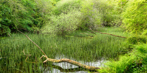Flooded woodland