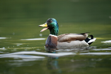 Mallard duck drake