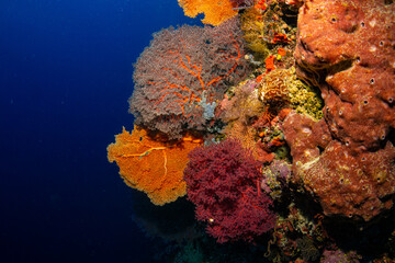 Gorgonia Diving Nabucco & Nunukan Island - Maratua Atoll Indonesia