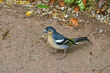 Canaries Islands  - Gomora