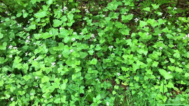  Garlic mustard with flower in spring in Germany, food and medicinal plant