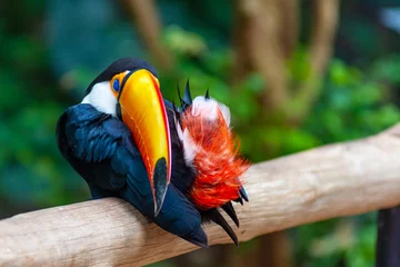 Afwasbaar Fotobehang Toekan sleeping toucan
