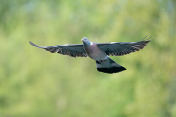 Wood pigeon in flight
