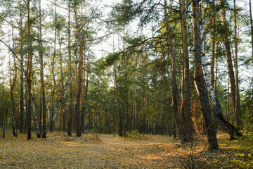 Forest landscape in autumn under the rays of the evening sun