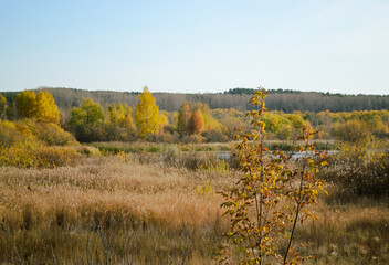 Fototapeta premium Branches of a plant against the background of an autumn wild forest landscape