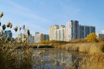 Fototapeta premium Swamp and reeds and residential high-rise buildings under the blue sky