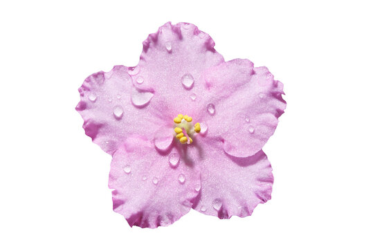 Viola flower with water droplets on white isolated background