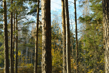 The tall, slender trunks of the pine trees in the autumn woods under the evening sun