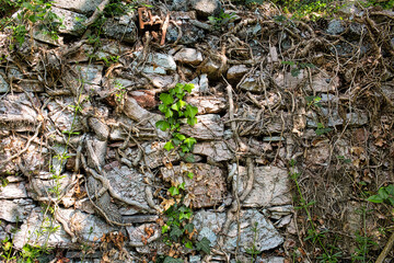 Wall built with rustic stones in random texture, intersected by climbing plants,