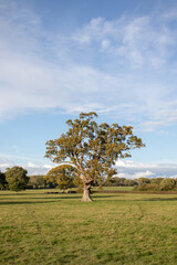 Fototapeta na wymiar Oak trees