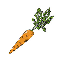 Carrot hand drawn vector illustration. Isolated on white.