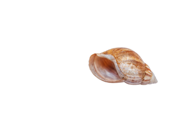 Giant African land snail shell isolated on transparent background. Lissachatina fulica empty shell cut out with copy space
