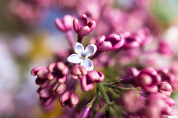 Fototapeta na wymiar Macro image of spring lilac purple flowers, abstract soft floral background