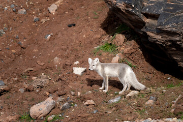 hunting polar fox, wildlife