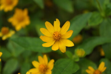 yellow flower in the garden
