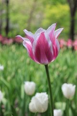 Fototapeta premium pink tulips in the garden