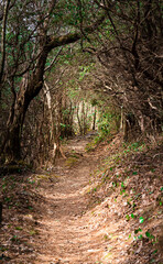 Arkaquah trail through dense woods