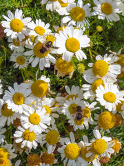 A bee-like syrphid fly perched on white chamomile flowers on a summer day. White wildflowers....