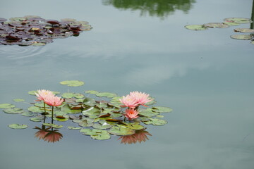 睡蓮, Water lilies